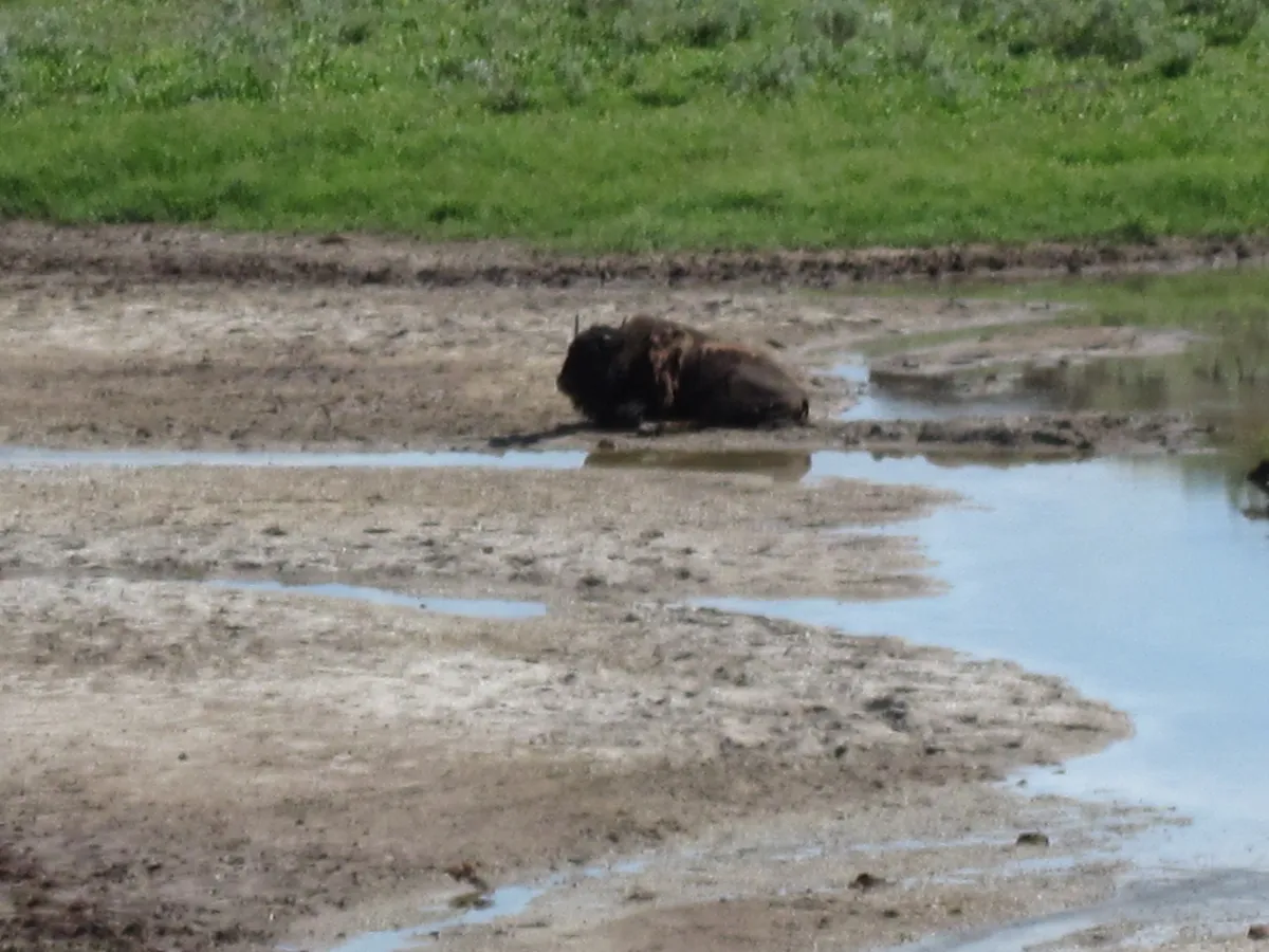 WEST2009_D05_YellowStoneNP-South_090.jpg